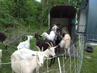 Goats clearing invasive plants at the EPA in Narragansett Rhode island