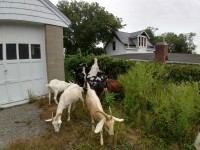 Our small crew of goats, Goatscaping. Reclaiming some land and fence!