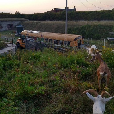 The Goat Tote, converted school bus, skoolie