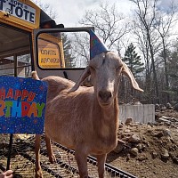 Sunny celebrating his Birthday, such a goat time!