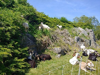 Goats on Boulders